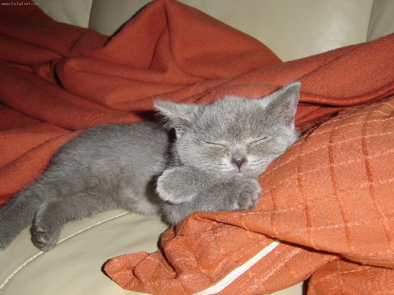 Foto: Chilli